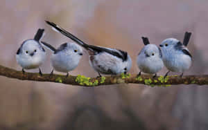 Titmouse Quintet Perchedon Branch Wallpaper