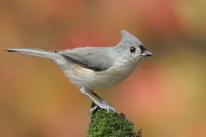 Titmousein Autumn Wallpaper