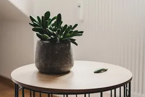 Tonal Contrast Succulent Plant Wallpaper