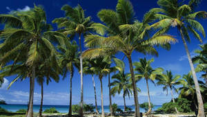 Tonga Palm Trees Wallpaper