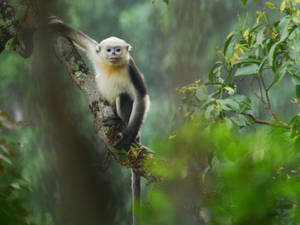 Tonkin Snub Nosed Monkey Wallpaper