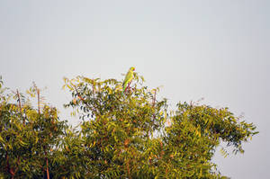 Top Of Tree Green Parrot Hd Wallpaper