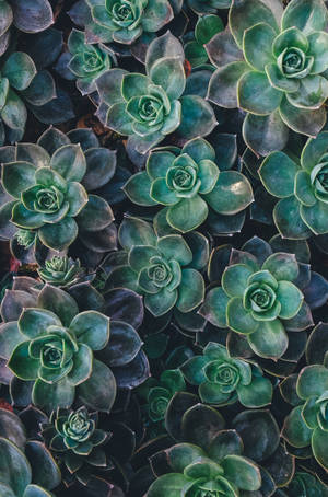 Top View Of Green Succulent Plants Wallpaper