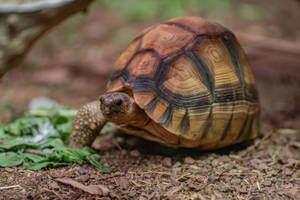 Tortoise And Its Leafy Meal Wallpaper