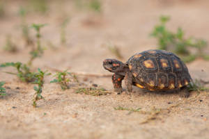 Tortoise In The Sand Wallpaper