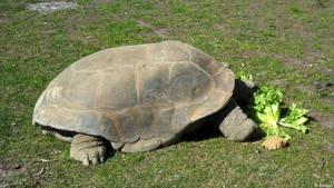 Tortoise Munching A Leafy Plant Wallpaper