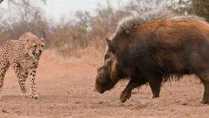 Tough Wild Boar Wallpaper