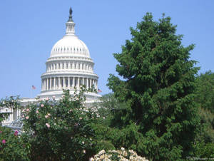 Towering Tree In Capitol Hill Wallpaper