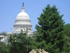 Towering Tree In Capitol Hill Wallpaper