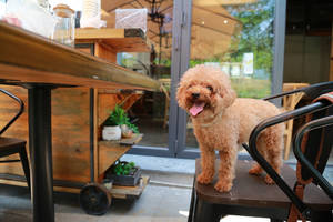 Toy Poodle In A Cafe Wallpaper