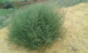 Tranquil Desert Landscape With Showcasing Tumbleweed Wallpaper