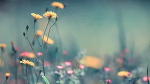 Tranquil Desktop Background Wallpaper