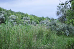 Tranquil Verdant Landscape Wallpaper