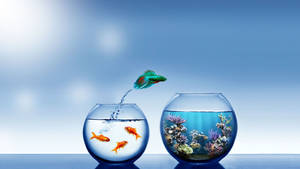 Transparent Glass Fish Bowl Wallpaper