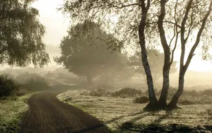 Travel Down A Foggy Country Road Surrounded By Birch Trees Wallpaper