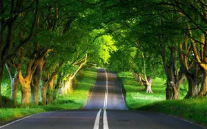 Tree Branches On Road Side Wallpaper