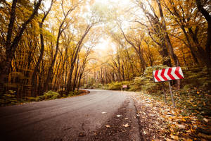 Tree Lane Road Beautiful Autumn Desktop Wallpaper