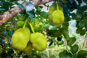 Tree Of Jackfruit Wallpaper