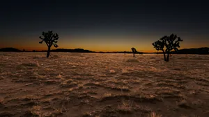 Tree Silhouette Desert Death Valley Wallpaper