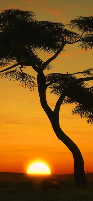 Tree Silhouette Portrait In Masai Mara Wallpaper