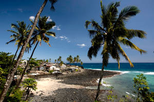 Trees And Houses In Comoros Wallpaper