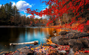 Trees And Lake Fall Wallpaper