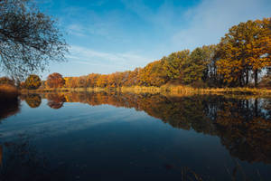 Trees Near River Wallpaper