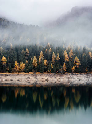Trees Reflecting On Body Of Water Wallpaper