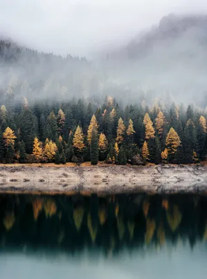 Trees Reflecting On Body Of Water Wallpaper
