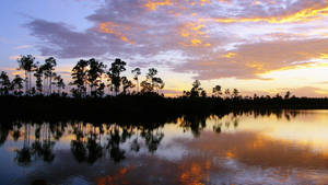 Trees Silhouettes Everglades National Park Wallpaper