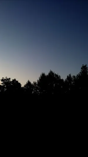 Trees Silhouettes Original Iphone 4 Wallpaper