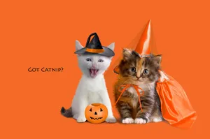 Trick Or Treat? This Halloween Cat Is Ready To Party! Wallpaper