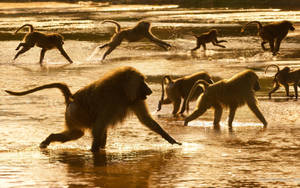 Troop Of Olive Baboons Monkey Wallpaper