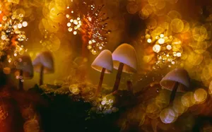 Troop Of Psilocybe Fungus On Glowing Bokeh Backdrop Wallpaper