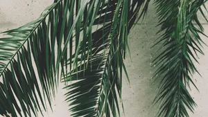 Tropical Leaves With Vibrant Colors Adorn A Desktop Background Wallpaper