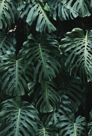 Tropical Plants Monstera Green Leaves Wallpaper