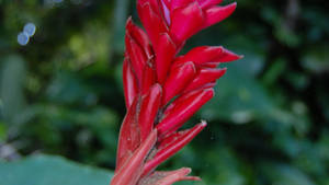 Tropical Red Flower Scenic Wallpaper