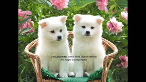 True Friendship Quotes Wallpaper