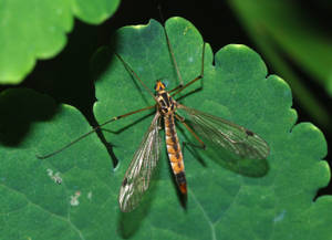 Tsetse Fly Wallpaper