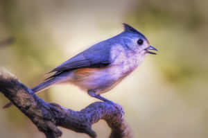 Tufted Titmouse Perchedon Branch Wallpaper