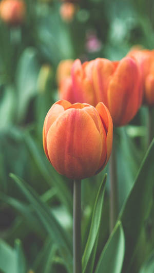 Tulip Orange Phone Wallpaper