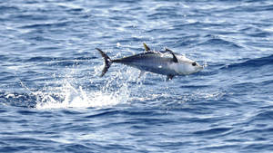 Tuna Fish On Ocean Splash Wallpaper