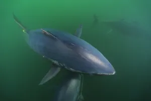 Tuna In A Murky Water Wallpaper