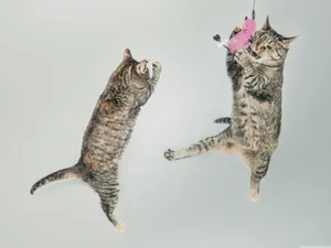 Tv 4k Cats With Yarn Cute Aesthetic Wallpaper