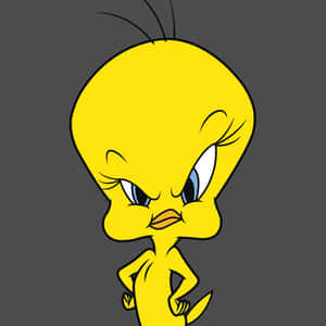 Tweety Bird 1000 X 1000 Wallpaper