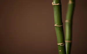 Two Bamboo Sticks Wallpaper