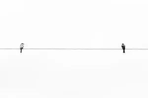 Two Birds White Minimalist Wallpaper