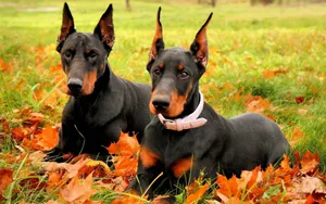 Two Black And Rust Doberman Pinschers Wallpaper
