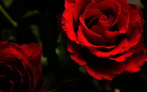 Two Blooming Red Roses Laptop Wallpaper