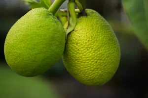 Two Breadfruit Textures Wallpaper